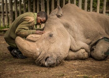 Last Male White Rhino Dies