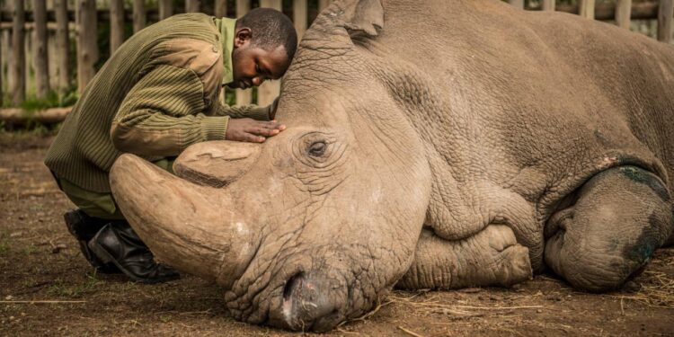 Last Male White Rhino Dies