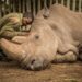 Last Male White Rhino Dies
