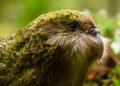 Kakapo Breeding Success This Year