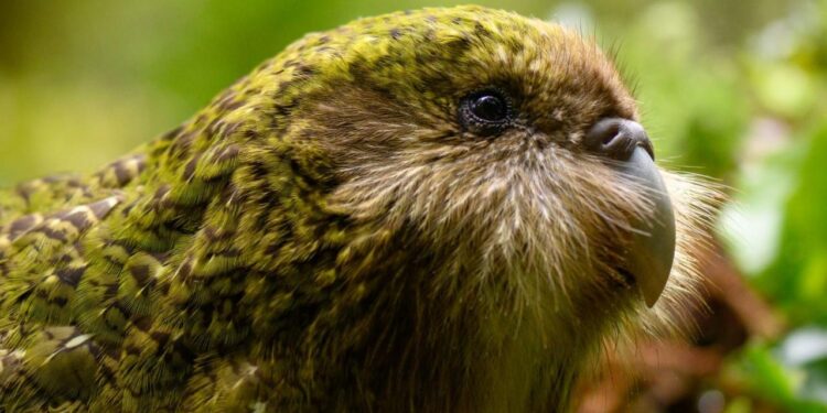 Kakapo Breeding Success This Year