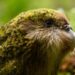 Kakapo Breeding Success This Year