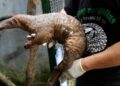Pangolin Trafficking Hits Record High