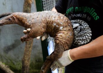 Pangolin Trafficking Hits Record High