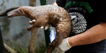 Pangolin Trafficking Hits Record High