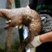 Pangolin Trafficking Hits Record High