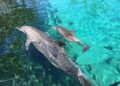 Irrawaddy Dolphin Calf Born Captive