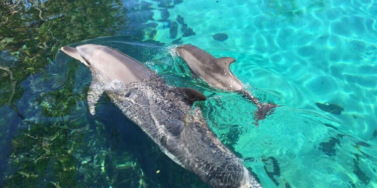 Irrawaddy Dolphin Calf Born Captive