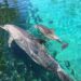 Irrawaddy Dolphin Calf Born Captive