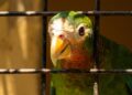 Rare Parrot Smuggling Ring Busted