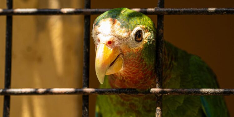 Rare Parrot Smuggling Ring Busted