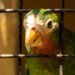 Rare Parrot Smuggling Ring Busted