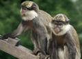 Rare Monkey Rescued From Market