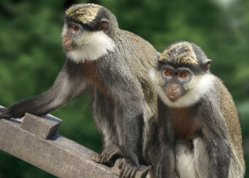 Rare Monkey Rescued From Market