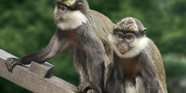 Rare Monkey Rescued From Market