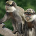 Rare Monkey Rescued From Market