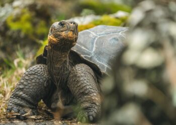 Extinct Tortoise Rediscovered In Galapagos