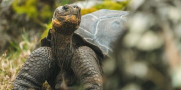 Extinct Tortoise Rediscovered In Galapagos