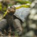 Extinct Tortoise Rediscovered In Galapagos