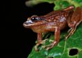 New Frog Species, 50 Left