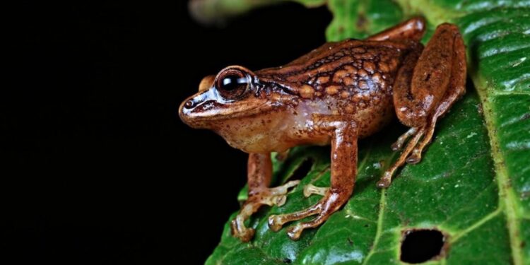 New Frog Species, 50 Left