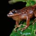New Frog Species, 50 Left
