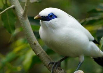 Rarest Bird Finally Spotted 2026