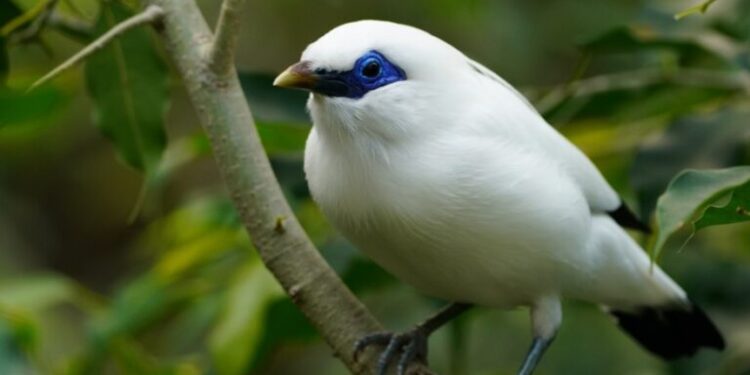 Rarest Bird Finally Spotted 2026