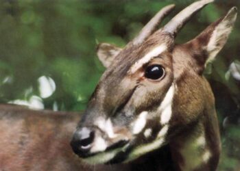 Saola ‘Asian Unicorn’ Spotted Again