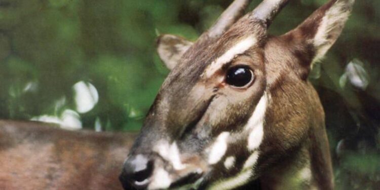 Saola ‘Asian Unicorn’ Spotted Again
