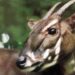 Saola ‘Asian Unicorn’ Spotted Again