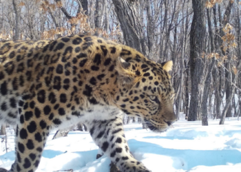 Only 10 Amur Leopards Remain