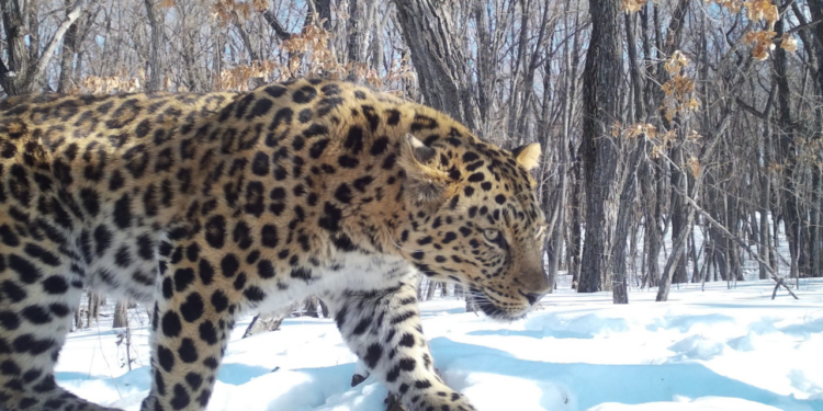 Only 10 Amur Leopards Remain