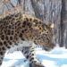 Only 10 Amur Leopards Remain