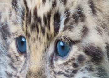 Rare Leopard Cub Born Alive