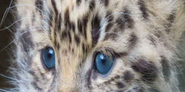 Rare Leopard Cub Born Alive