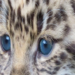 Rare Leopard Cub Born Alive
