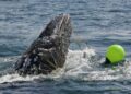 Rare Whale Shark Caught In Net