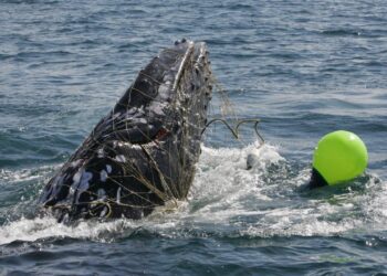 Rare Whale Shark Caught In Net