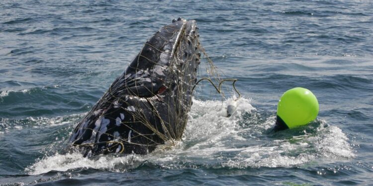 Rare Whale Shark Caught In Net