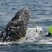 Rare Whale Shark Caught In Net