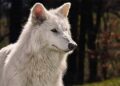 Rare Wolf Species Faces Extinction