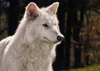 Rare Wolf Species Faces Extinction