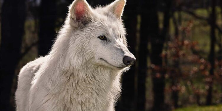 Rare Wolf Species Faces Extinction
