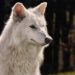 Rare Wolf Species Faces Extinction