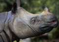 Javan Rhino Birth Caught Camera