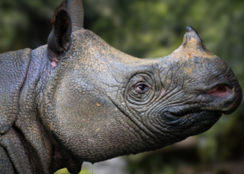 Javan Rhino Birth Caught Camera