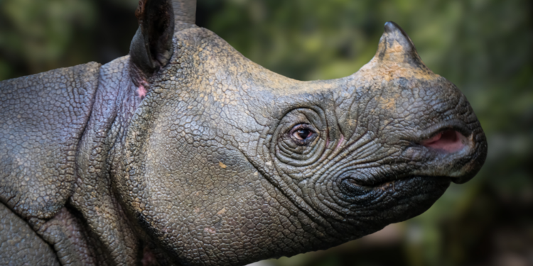 Javan Rhino Birth Caught Camera