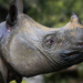 Javan Rhino Birth Caught Camera