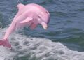 Rare Dolphin Sighted After Decades